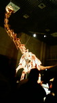 200903291145000.jpg