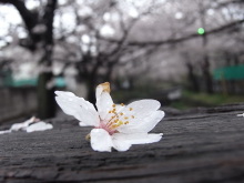 ピアノ弾きのひとりごと