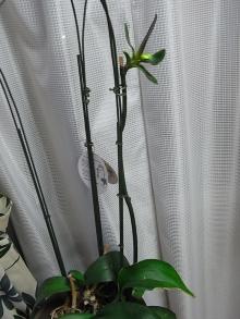 ピアノ弾きのひとりごと