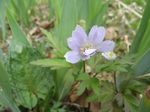 ame2_20090416.jpg