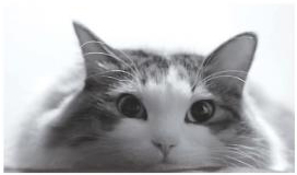 2010極楽ねこカレンダーフォトコンテスト開催! ●毎年恒例、今年で19回目の人気コンテスト●今年から携帯応募受付を開始! ●365名様のネコちゃんが2010年の日めくりカレンダーに